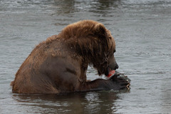 Ursus arctos beringianus