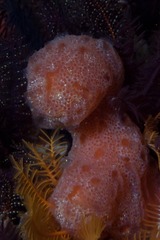 Botrylloides magnicoecus