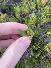 Lambertia multiflora