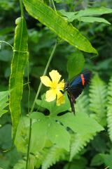 Heliconius erato cyrbia