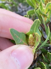 Lambertia multiflora