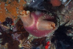 Ascidia incrassata