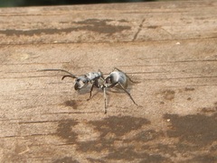 Polyrhachis schlueteri