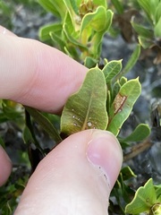 Lambertia multiflora