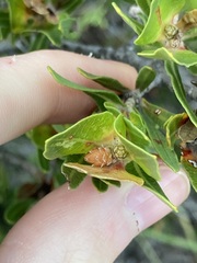 Lambertia multiflora