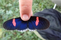 Heliconius erato cyrbia