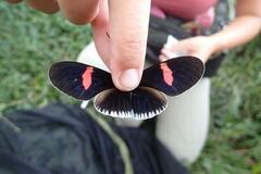 Heliconius erato cyrbia