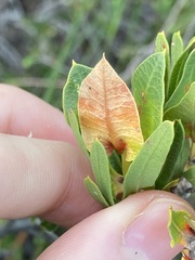 Lambertia multiflora