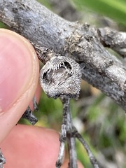 Lambertia multiflora