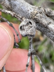 Lambertia multiflora