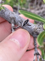 Lambertia multiflora