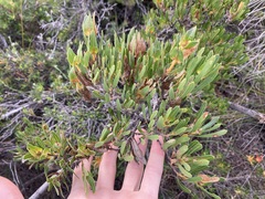 Lambertia multiflora