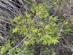 Lambertia multiflora