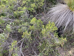 Lambertia multiflora