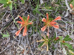 Lambertia multiflora