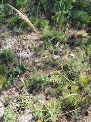 Achnatherum sibiricum