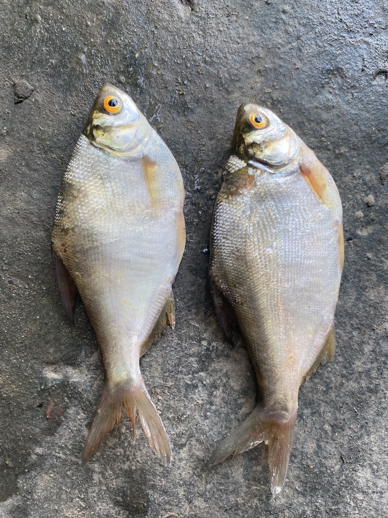 Manipur osteobrama (Osteobrama belangeri) — Cyprinidae