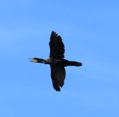 Phalacrocorax carbo
