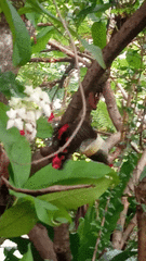 Papilio rumanzovia