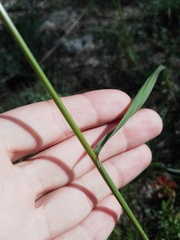 Achnatherum sibiricum