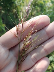 Achnatherum sibiricum