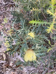 Banksia armata armata