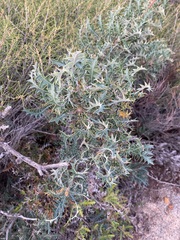 Banksia armata armata