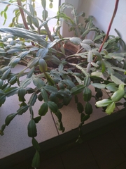 Schlumbergera buckleyi