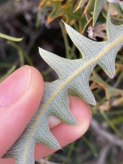 Banksia armata armata