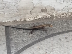 Eutropis multifasciata