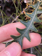 Banksia armata armata