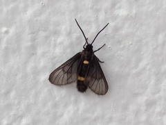 Psichotoe duvaucelii