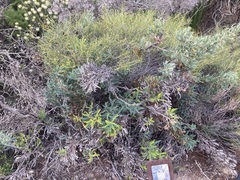 Banksia armata armata