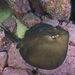 Round Fantail Stingray - Photo (c) Luis Pérez Berrocal, some rights reserved (CC BY-NC), uploaded by Luis Pérez Berrocal