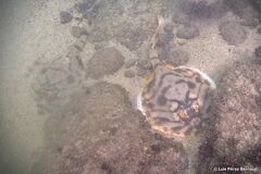 Zanobatus schoenleinii