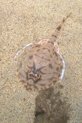 Zanobatus schoenleinii