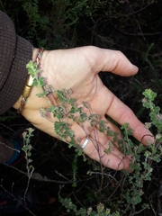 Indigofera alopecuroides