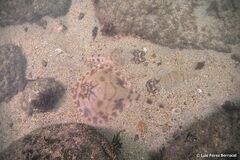 Zanobatus schoenleinii