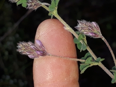 Indigofera alopecuroides