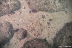 Zanobatus schoenleinii