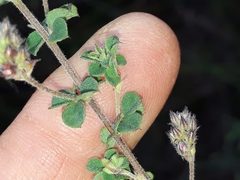 Indigofera alopecuroides