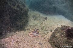 Zanobatus schoenleinii