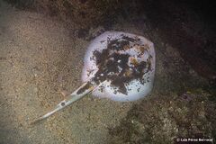 Zanobatus schoenleinii