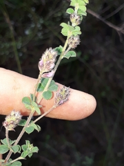 Indigofera alopecuroides