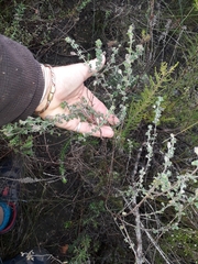 Indigofera alopecuroides