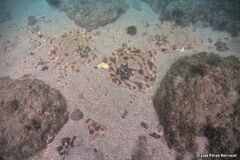 Zanobatus schoenleinii