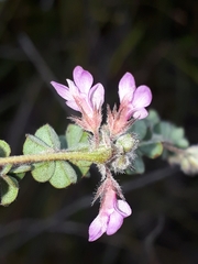 Indigofera alopecuroides