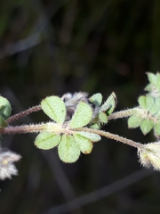 Indigofera alopecuroides