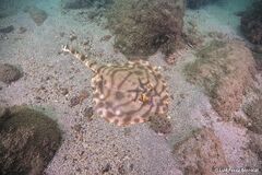 Zanobatus schoenleinii