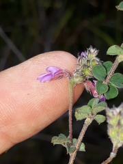 Indigofera alopecuroides